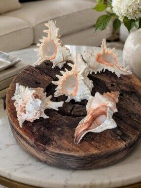 Large Coastal Shell Collection | 4 Murex | 1 Fox Conch